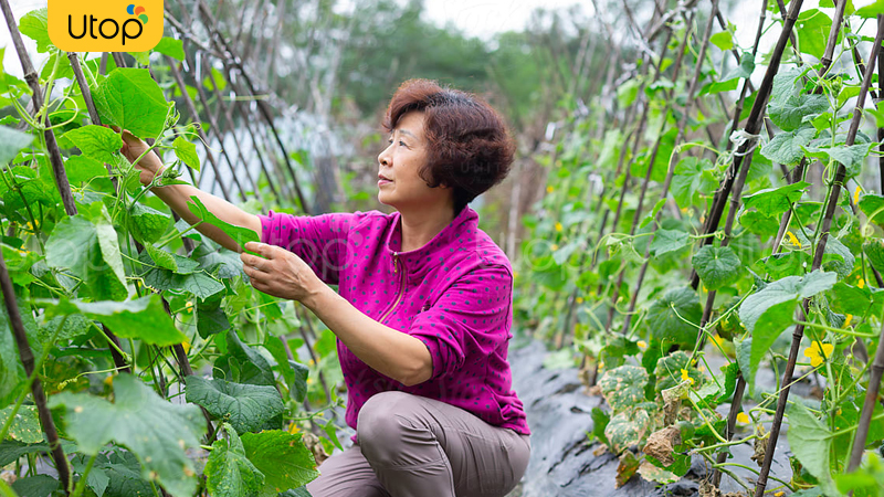 Chăm mảnh vườn nhỏ - Một gợi ý thú vị trong mùa giãn cách đấy!